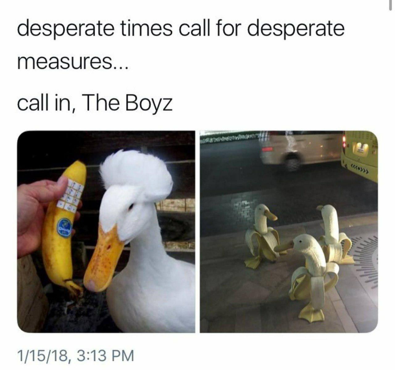 DUCK BOIZ
